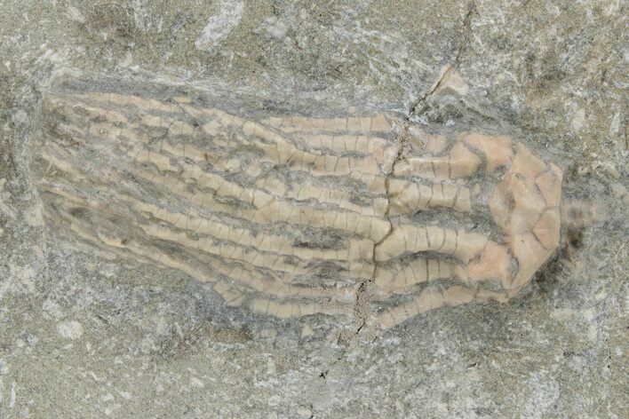 Fossil Crinoid (Abrotocrinus) - Crawfordsville, Indiana #157243